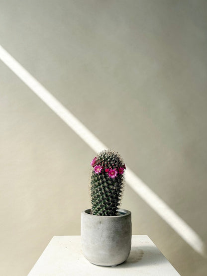 Vancouver Cactus Plant - Vancouver Plant Delivery 