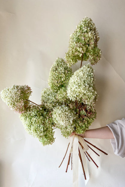 Dried Limelight Hydrangea Bunch