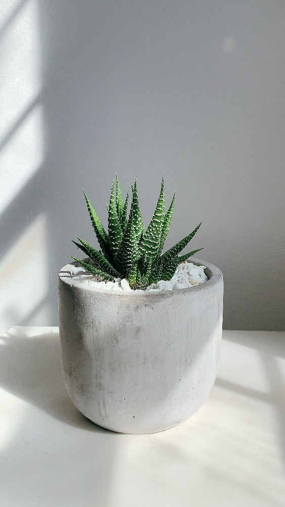 Vancouver Haworthia Plant - Vancouver Plant Delivery 