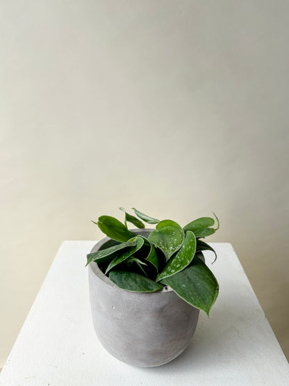 Satin Pothos Plant