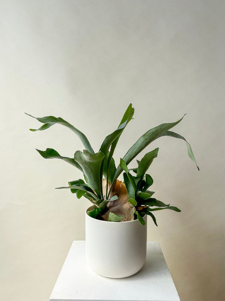 Vancouver Plants - Vancouver Plant Delivery 