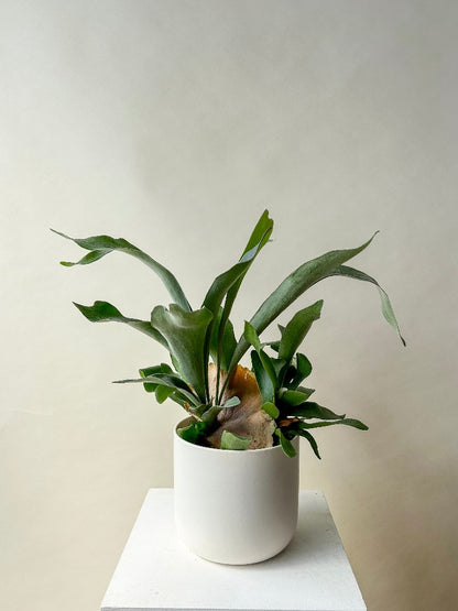 Vancouver Plants - Vancouver Plant Delivery 