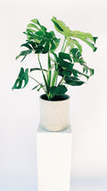 Vancouver Monstera Plant - Vancouver Plant Delivery