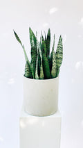 Vancouver Snake Plant - Vancouver Plant Delivery