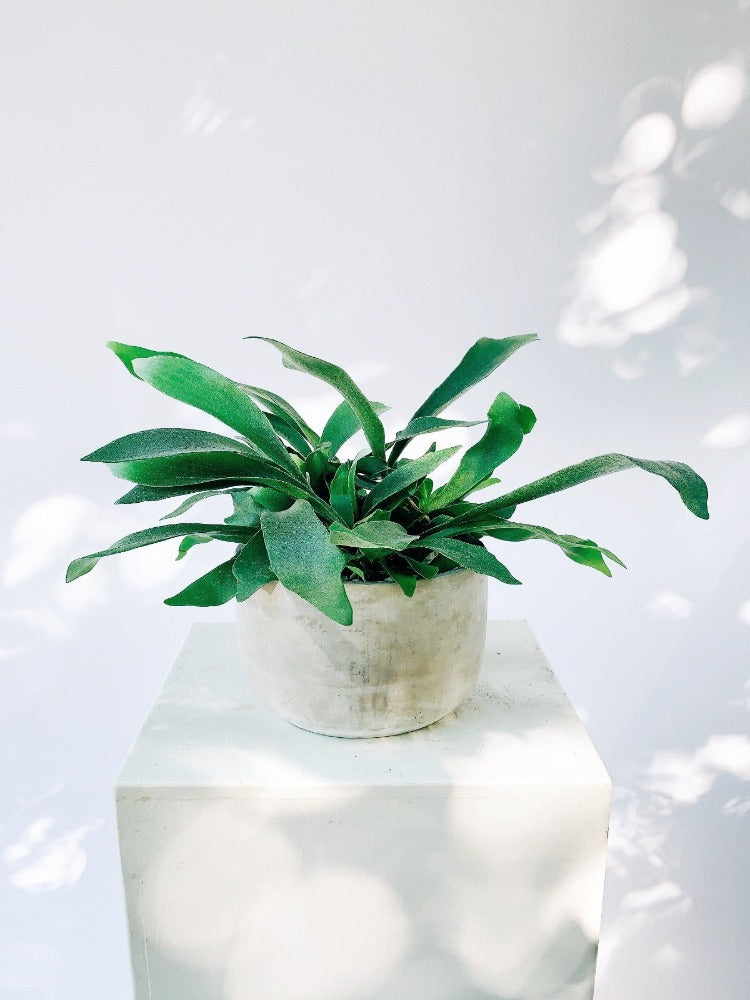 Vancouver Plants - Vancouver Plant Delivery 