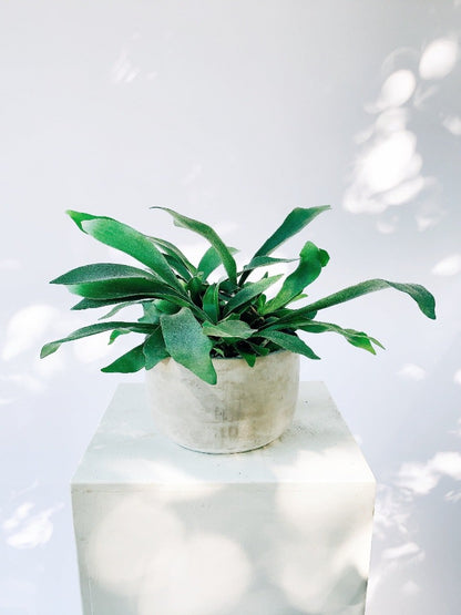 Vancouver Plants - Vancouver Plant Delivery 