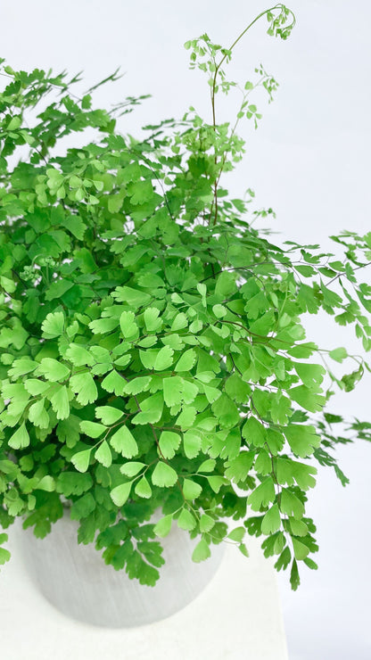 Maidenhair Fern