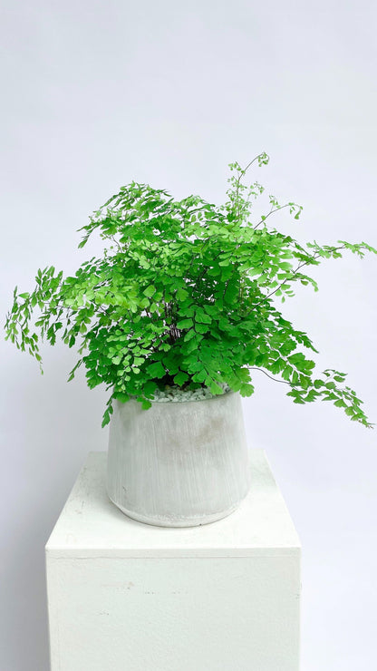 Maidenhair Fern