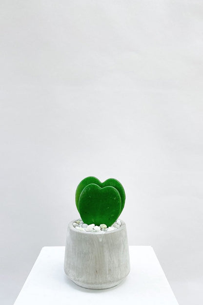 Vancouver Hoya Heart Plant - Vancouver Plant Delivery