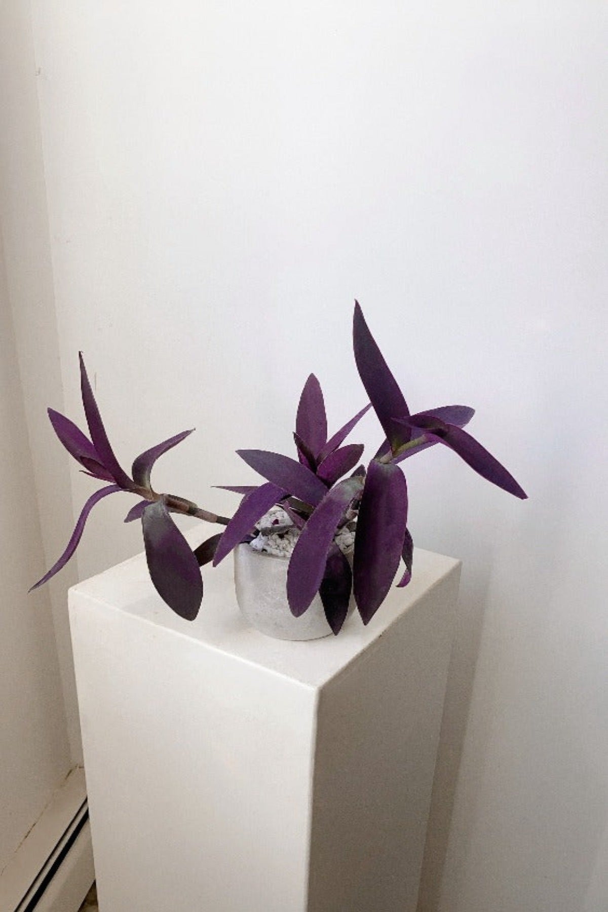 Vancouver Purple Heart Plant - Vancouver Plant Delivery