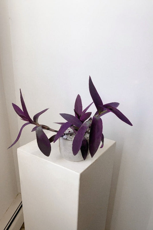 Vancouver Purple Heart Plant - Vancouver Plant Delivery