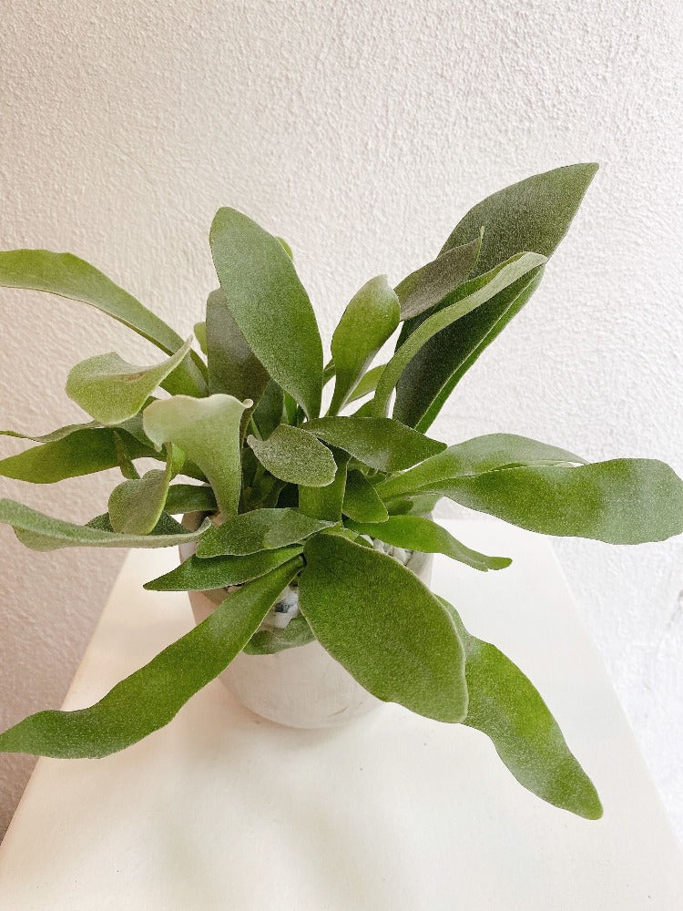 Vancouver Staghorn Fern - Vancouver Plant Delivery